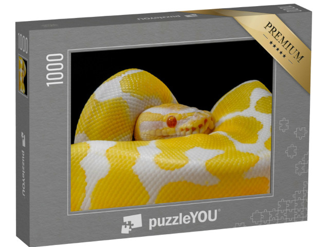 Puzzel 1000 stukjes „Wit-gele balpython, rond zichzelf gewikkeld“