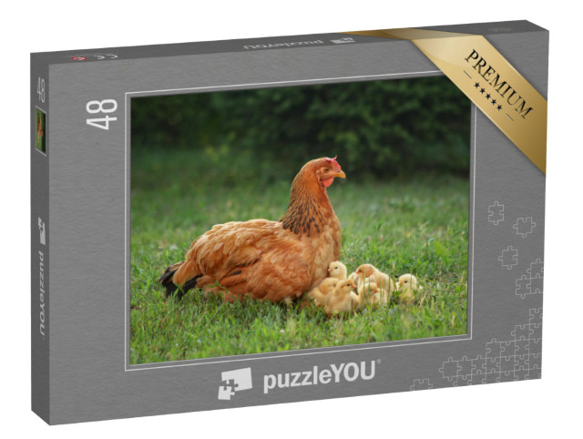 Puzzel 48 stukjes „Moeder kip met haar kuikens op een groene weide“