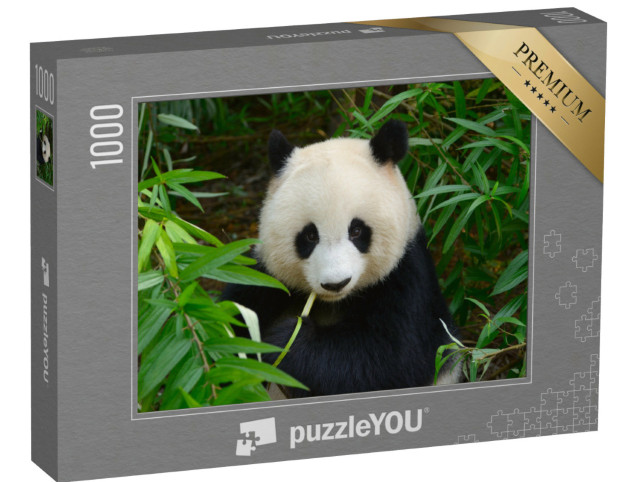 Puzzel 1000 stukjes „Reuzenpanda in bamboe, Chengdu, China“