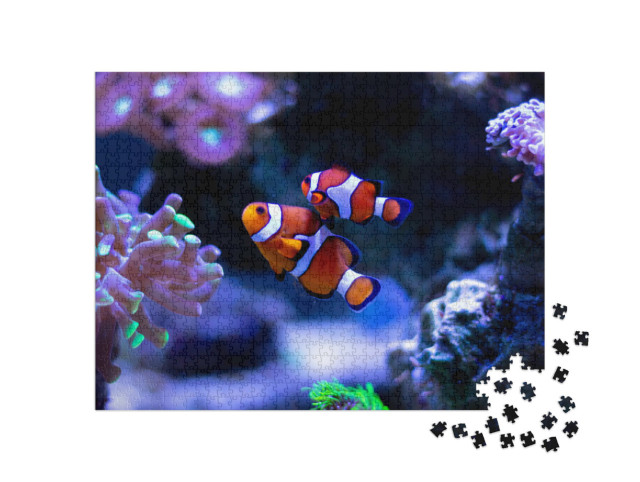 Puzzel 1000 stukjes „Clownvissen zwemmen in een aquarium“
