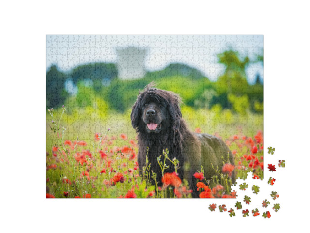 Puzzel 1000 stukjes „Newfoundland in rode klaprozen“