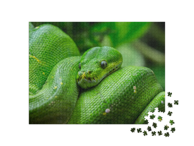 Puzzel 1000 stukjes „Close-up van een groene boompython“