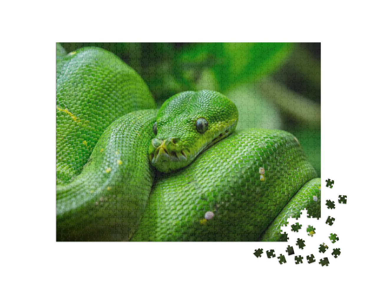 Puzzel 1000 stukjes „Close-up van een groene boompython“