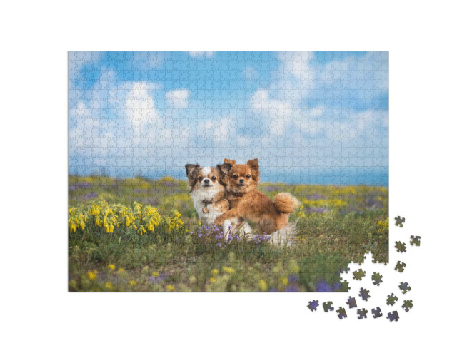 Puzzel 1000 stukjes „Chihuahua op de groene weide“