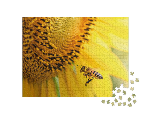 Puzzel 1000 stukjes „Honingbij bestuift een zonnebloem“