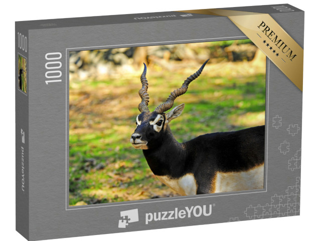 Puzzel 1000 stukjes „Een mannelijke zwarte bok“