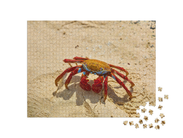 Puzzel 1000 stukjes „Sally Lightfoot krab op geel zand, Galapagoseilanden, Ecuador“