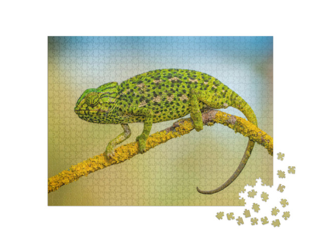 Puzzel 1000 stukjes „Gewone kameleon“