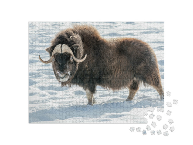 Puzzel 1000 stukjes „Muskusos in de sneeuw“