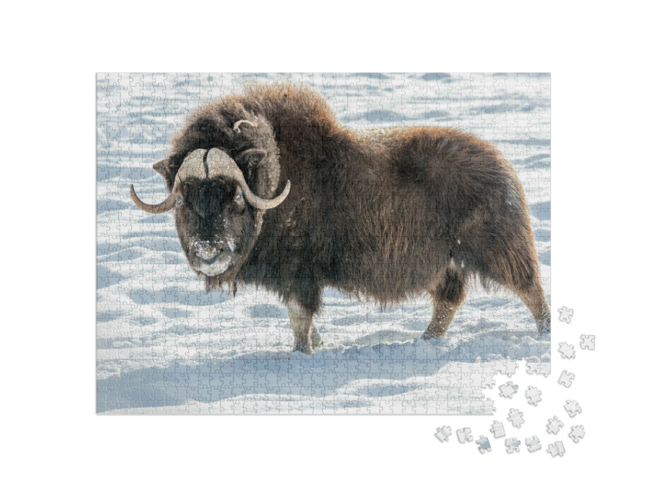 Puzzel 1000 stukjes „Muskusos in de sneeuw“