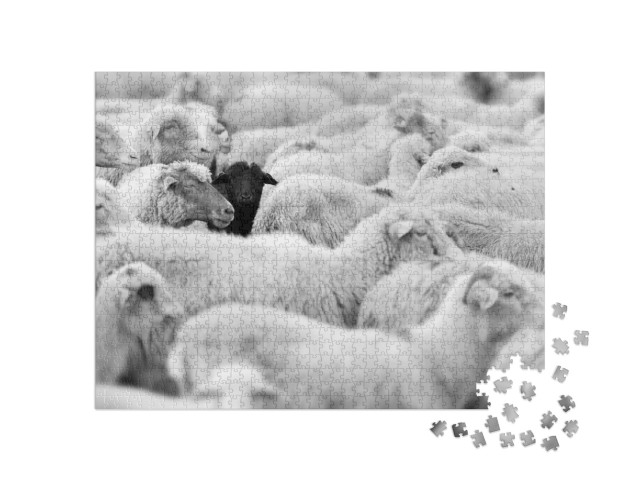 Puzzel 1000 stukjes „Een zwart schaap in de kudde blanken“