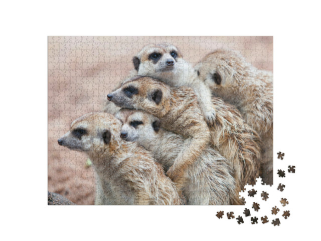 Puzzel 1000 stukjes „Stokstaartjes knuffelen elkaar op een regenachtige dag“