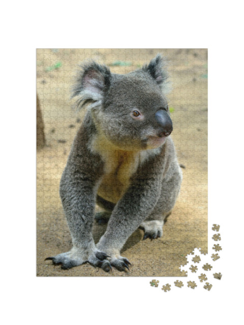 Puzzel 1000 stukjes „Koala, zittend op de grond, Queensland, Australië“