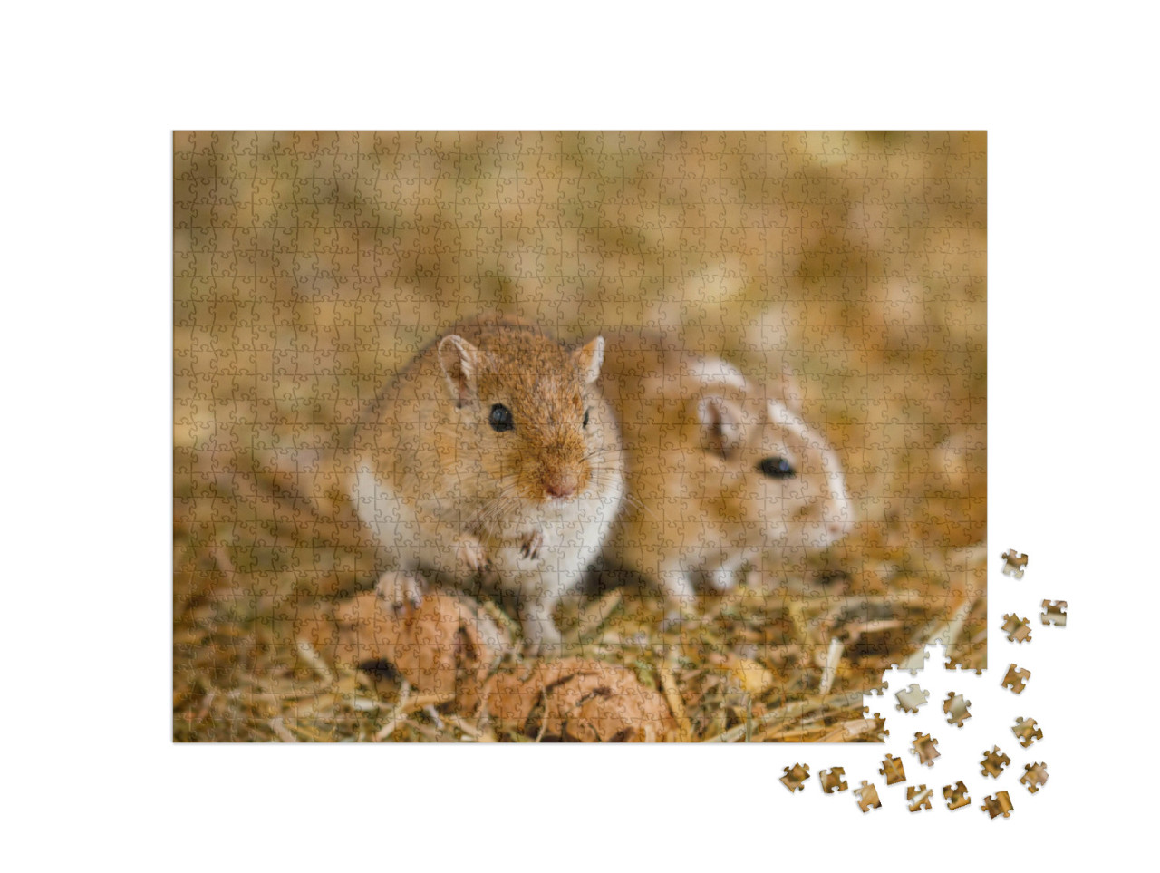Puzzel 1000 stukjes „Twee Mongoolse gerbils“