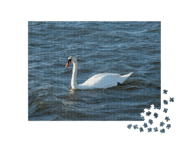 Puzzel 1000 stukjes „Prachtige witte zwanen zwemmen in het Veluwemeer“