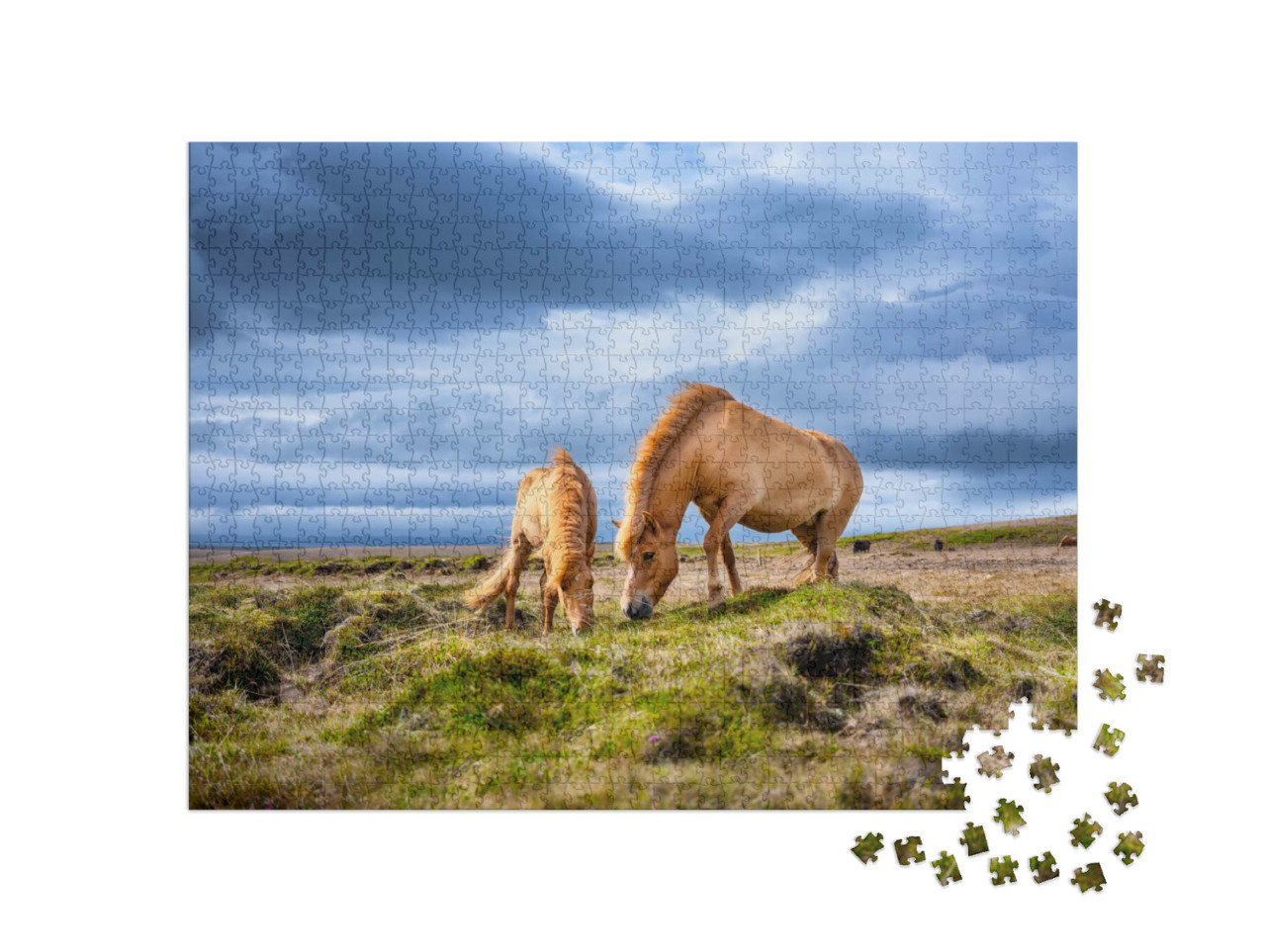 Puzzel 1000 stukjes „IJslandse paarden op de Westfjord in IJsland“