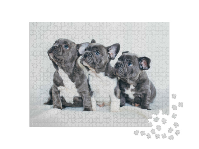 Puzzel 1000 stukjes „Portret van drie schattige bulldog puppy's“