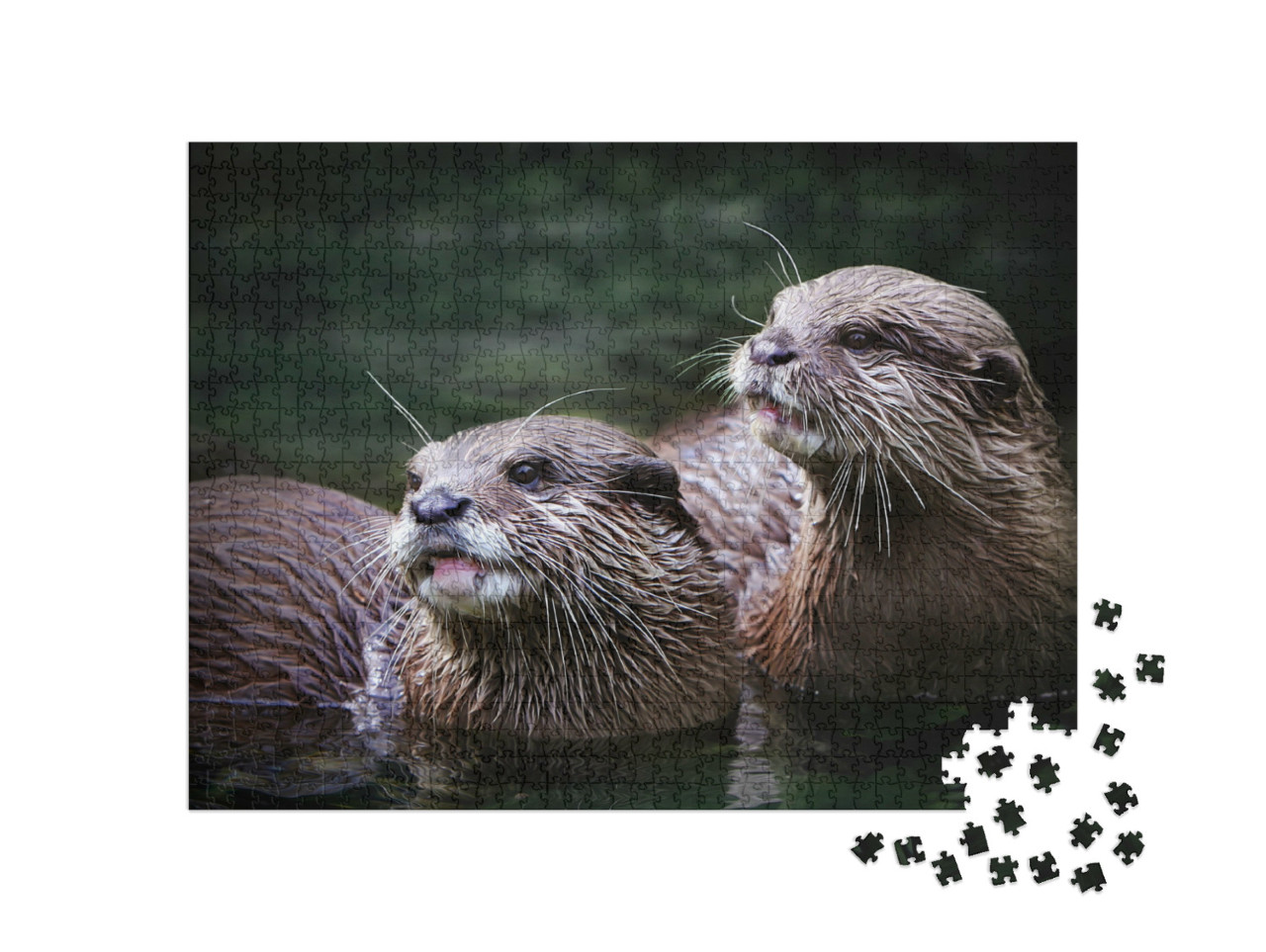 Puzzel 1000 stukjes „Schattig paar otters in het water“