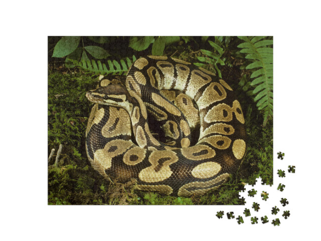 Puzzel 1000 stukjes „Prachtige balpython uit Afrika“