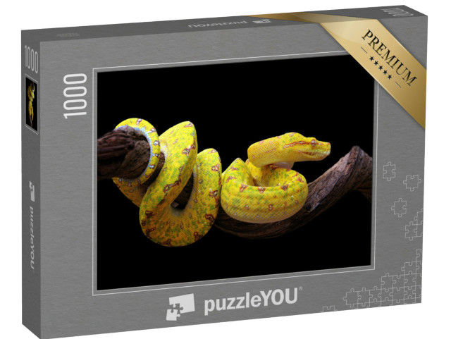 Puzzel 1000 stukjes „Gele boompython, verstrengeld op een tak“