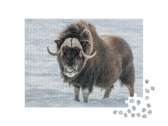 Puzzel 1000 stukjes „Muskusos in de sneeuw“