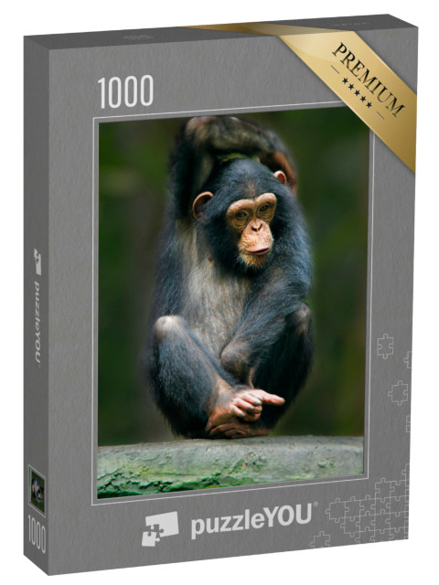 Puzzel 1000 stukjes „Chimpansee als grote aap uit Afrika“