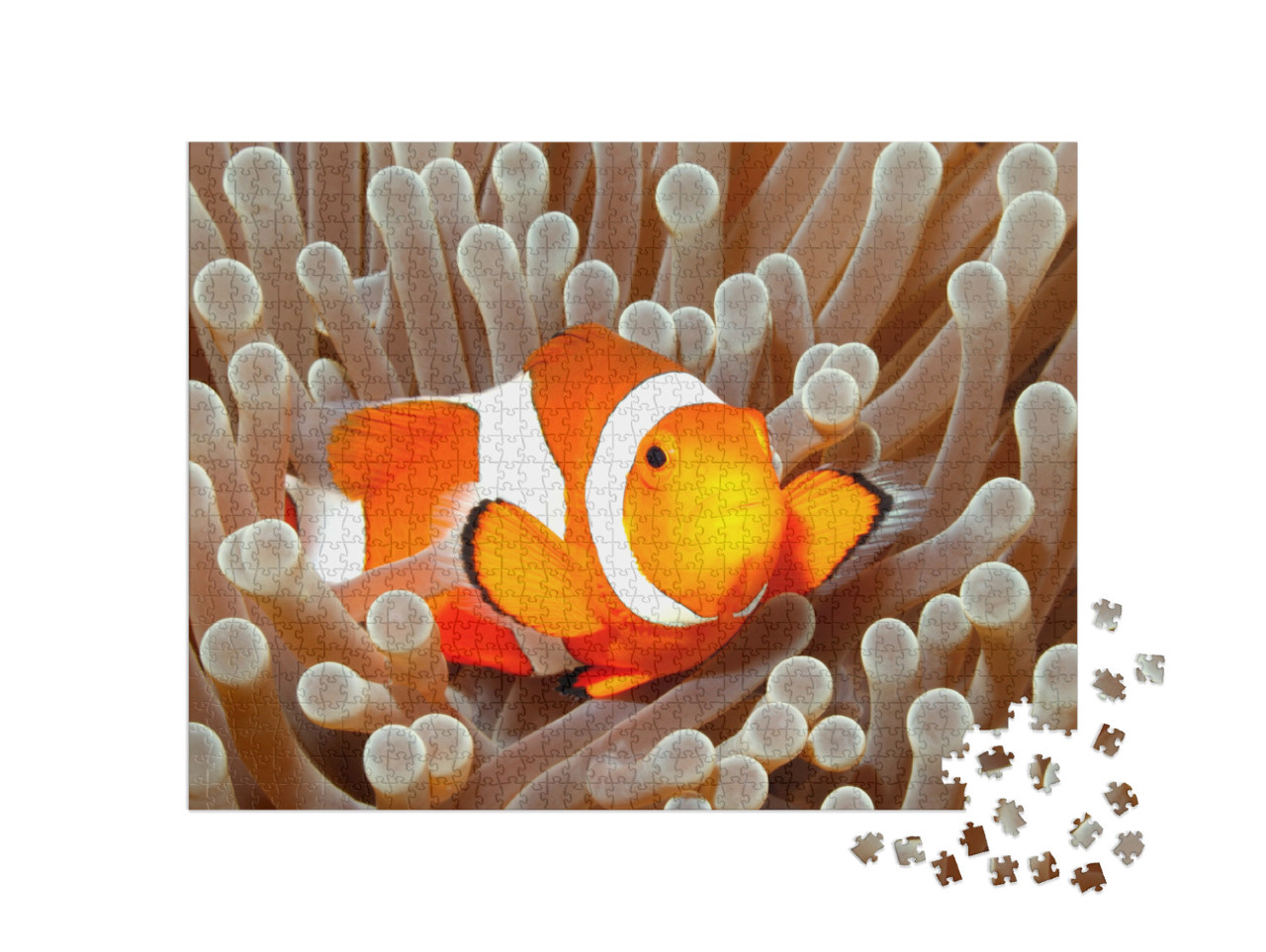 Puzzel 1000 stukjes „Clownvis, Bali, Indonesië“