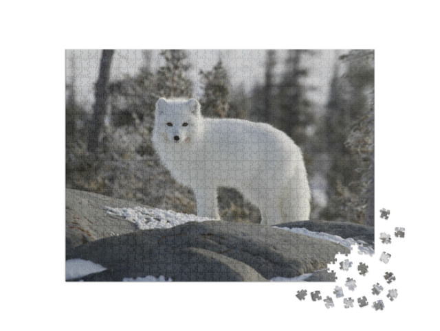 Puzzel 1000 stukjes „De poolvos, Vulpes lagopus, in witte wintervacht“