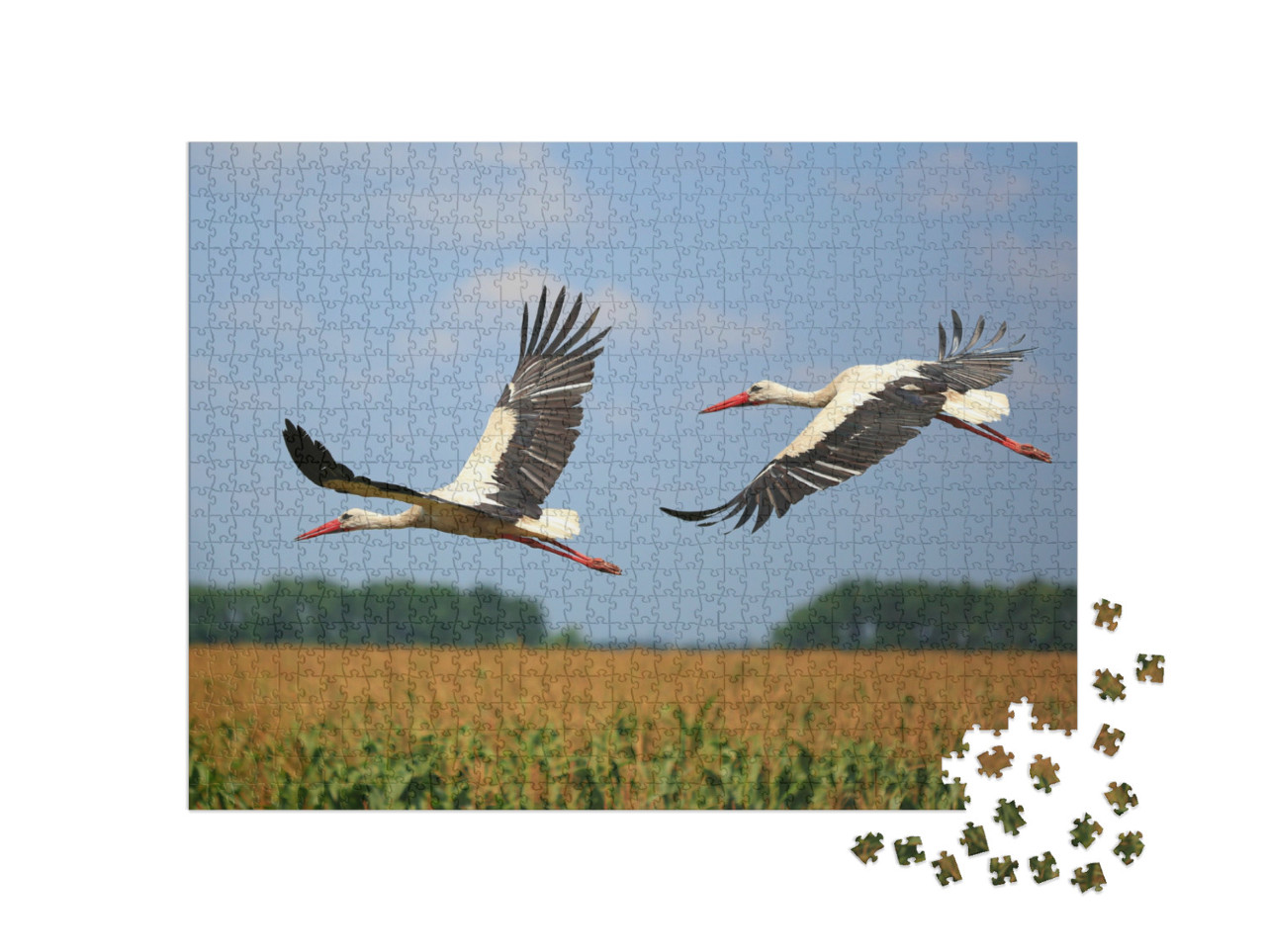 Puzzel 1000 stukjes „Twee ooievaars vliegen over een veld“