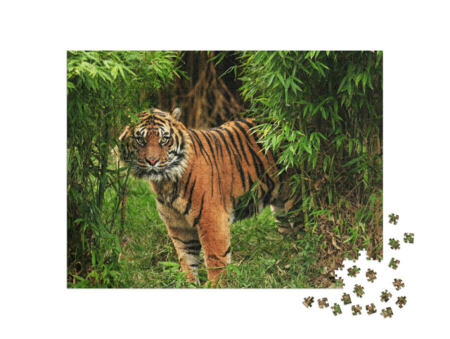 Puzzel 1000 stukjes „Mannelijke Bengaalse tijger“