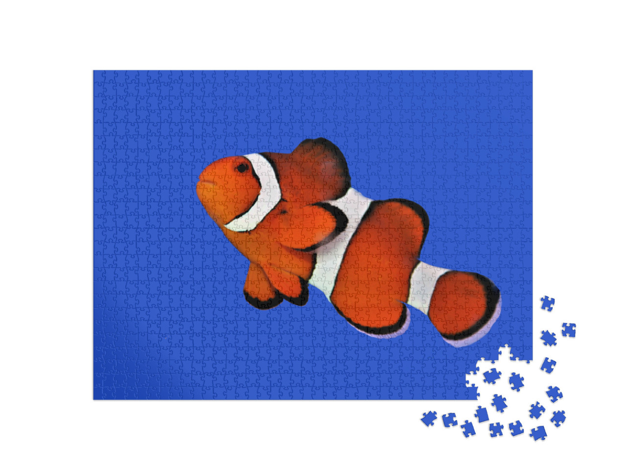 Puzzel 1000 stukjes „Oranje clownvis, percula clownvis“