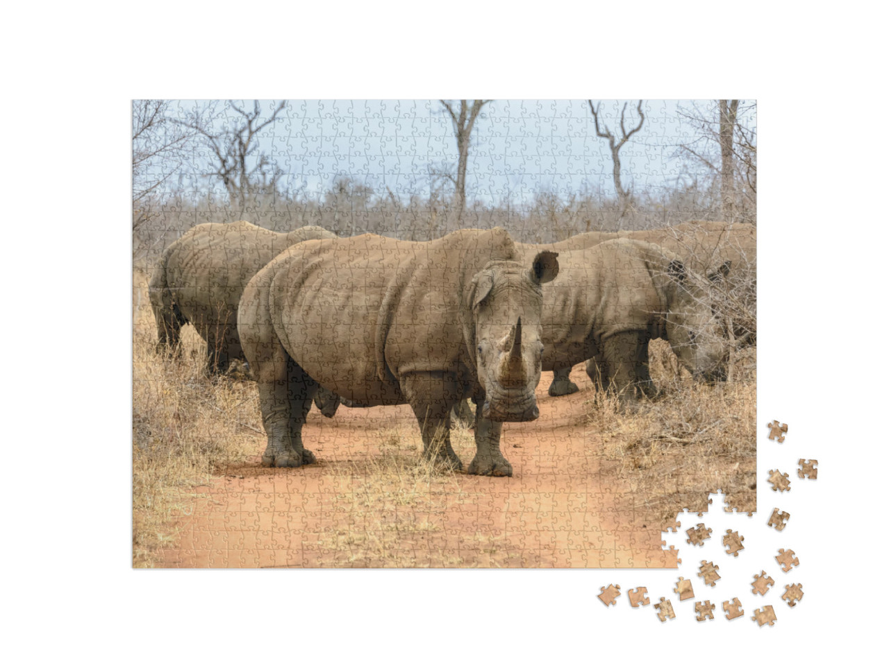 Puzzel 1000 stukjes „Een kudde witte neushoorns in Hlane Royal National Park, Swaziland“