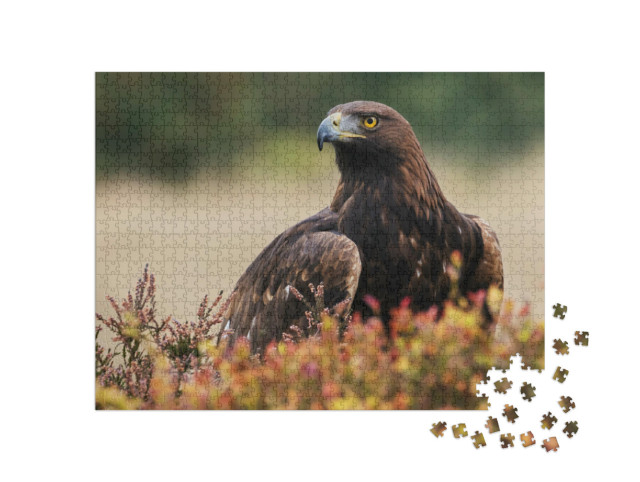 Puzzel 1000 stukjes „Een steenarend kijkt rond“