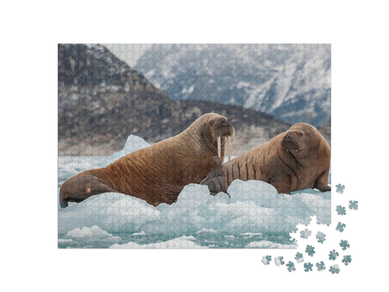 Puzzel 1000 stukjes „Walrus en zijn jong op het ijs van een fjord, Oost-Groenland“