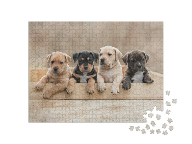 Puzzel 1000 stukjes „Amerikaanse Staffordshire Terrier puppies in een doos“