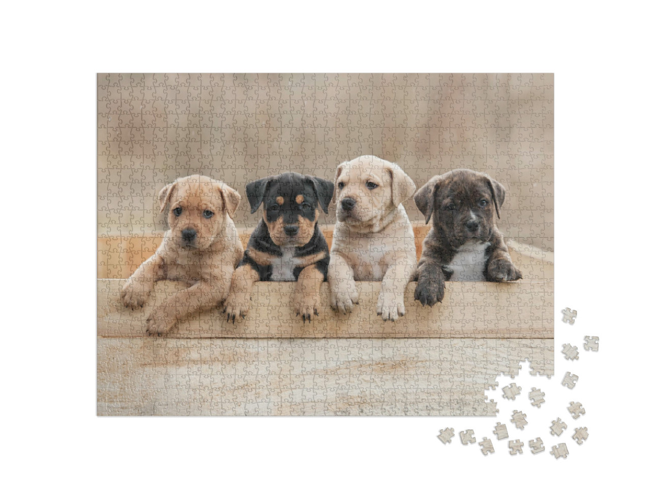 Puzzel 1000 stukjes „Amerikaanse Staffordshire Terrier puppies in een doos“