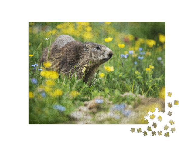 Puzzel 1000 stukjes „Marmot in een lenteweide“
