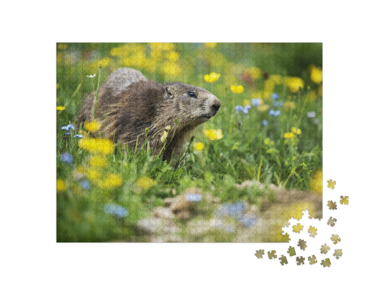 Puzzel 1000 stukjes „Marmot in een lenteweide“