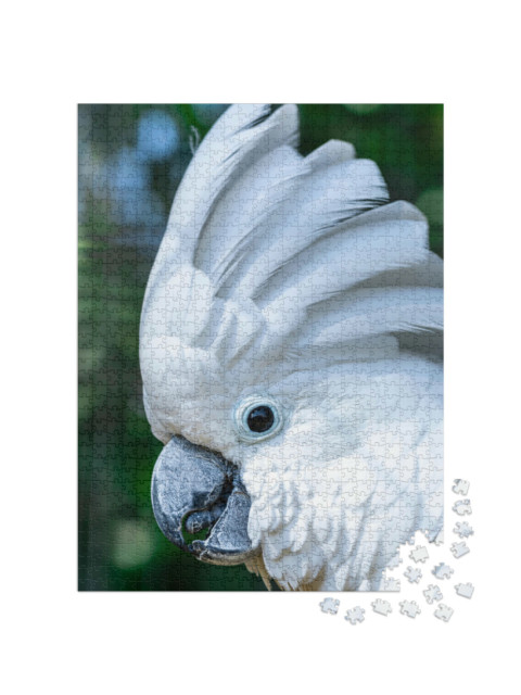 Puzzel 1000 stukjes „De witte kaketoe, Cacatua alba“