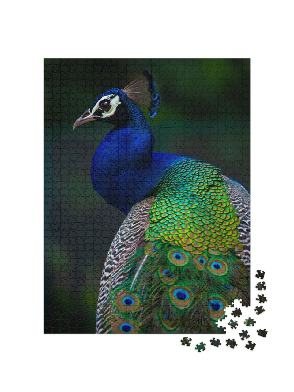 Puzzel 1000 stukjes „Indische pauw“