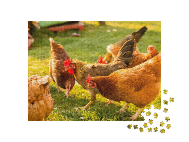 Puzzel 1000 stukjes „Scharrelkippen op een boerderij“