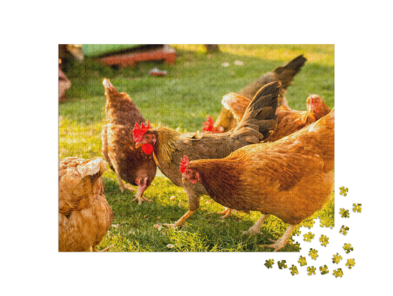 Puzzel 1000 stukjes „Scharrelkippen op een boerderij“