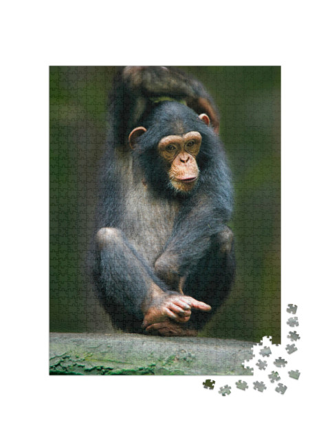 Puzzel 1000 stukjes „Chimpansee als grote aap uit Afrika“