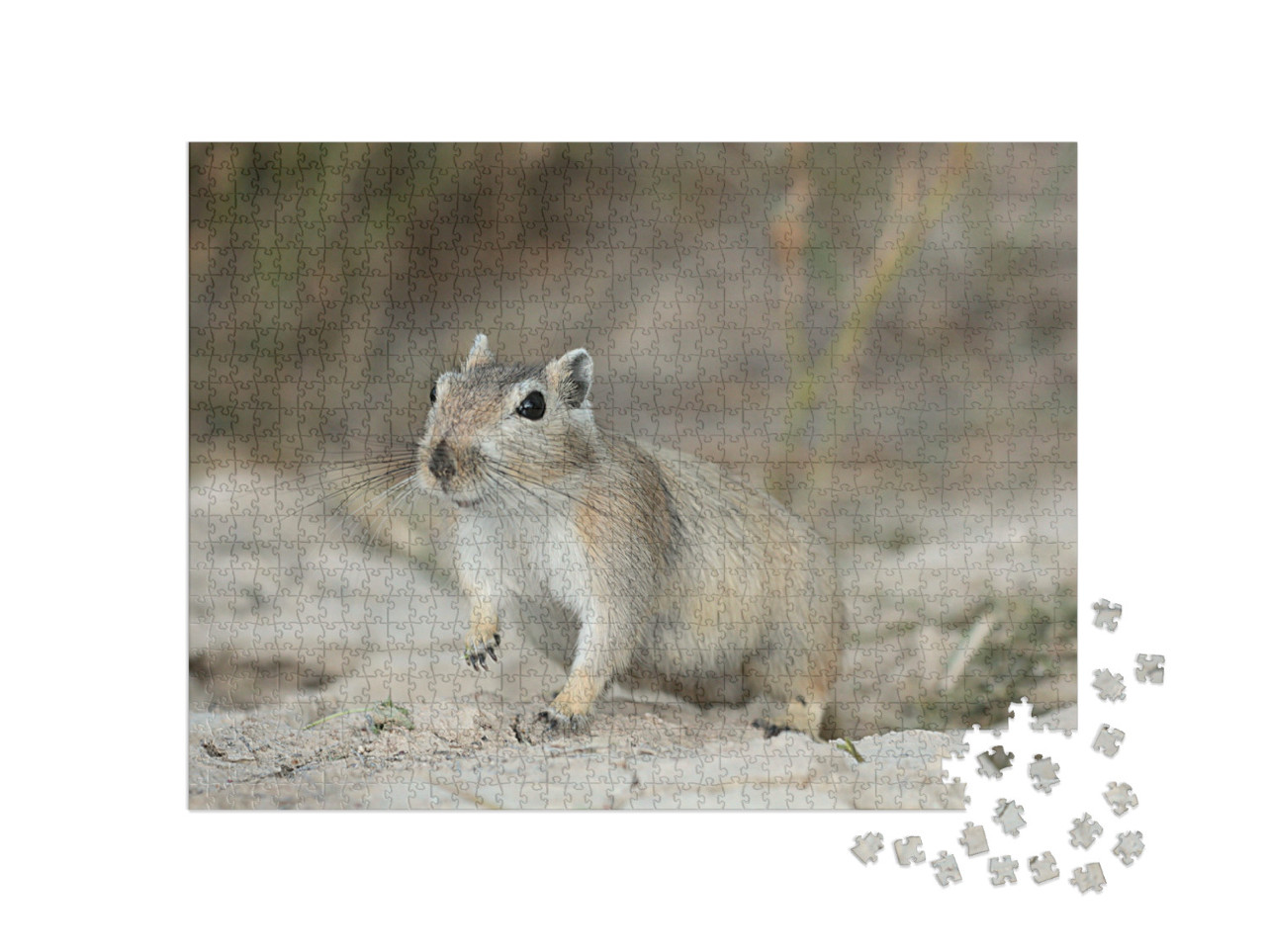 Puzzel 1000 stukjes „Grote gerbil in de Muyunkum Woestijn, Zuid-Kazachstan“