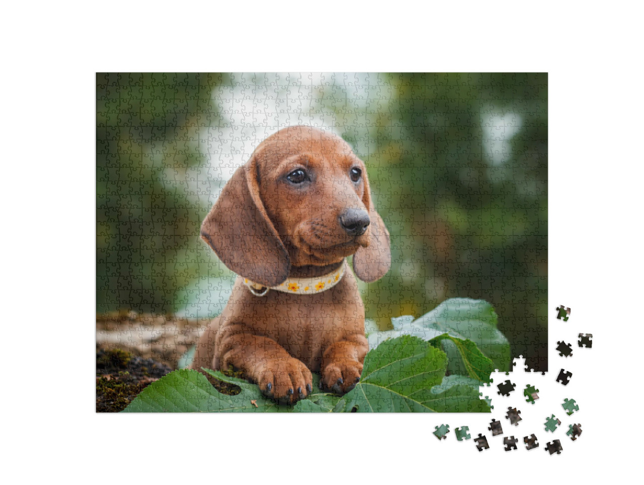 Puzzel 1000 stukjes „Schattige teckel puppy's“