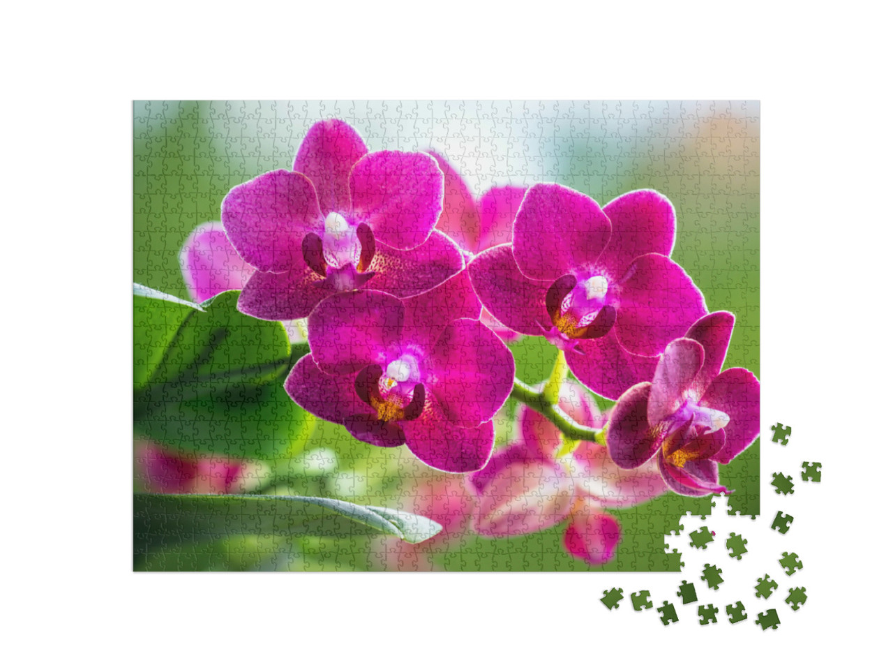 Puzzel 1000 stukjes „Het stralende roze van een bloeiende orchidee“
