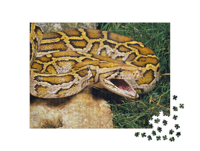 Puzzel 1000 stukjes „Indische python“