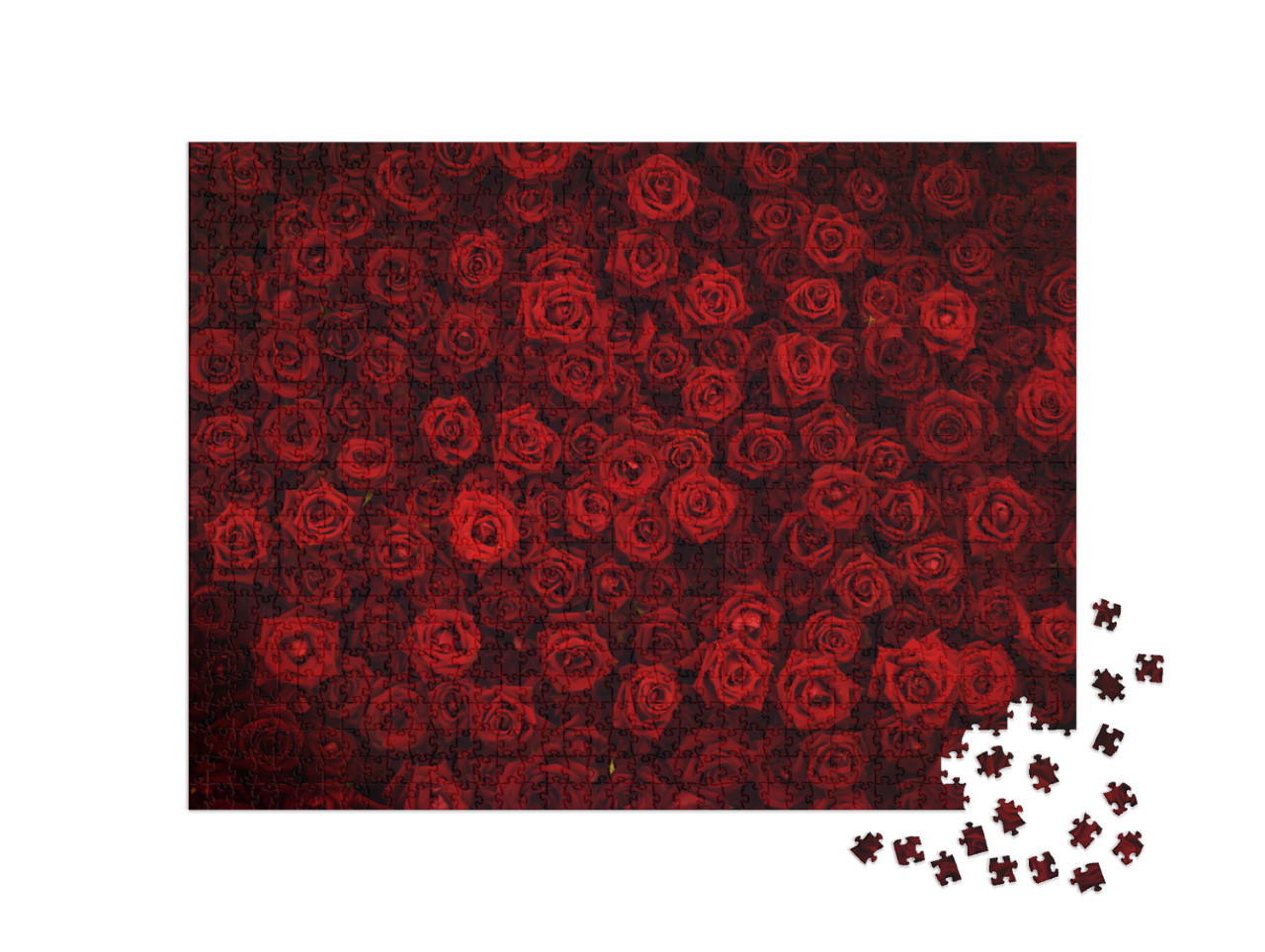 Puzzel 1000 stukjes „Rode rozen“