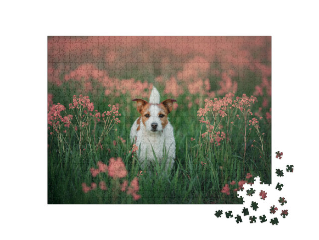Puzzel 1000 stukjes „Nieuwsgierige Jack Russell Terrier in een bloemenweide“