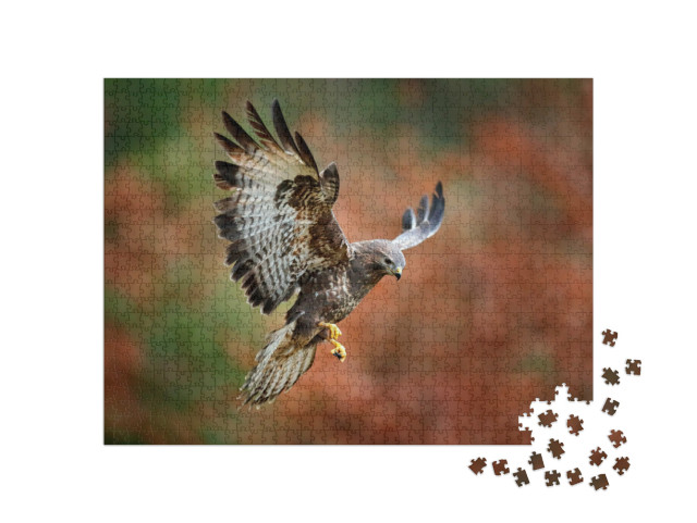 Puzzel 1000 stukjes „Majestueuze buizerd die landt“